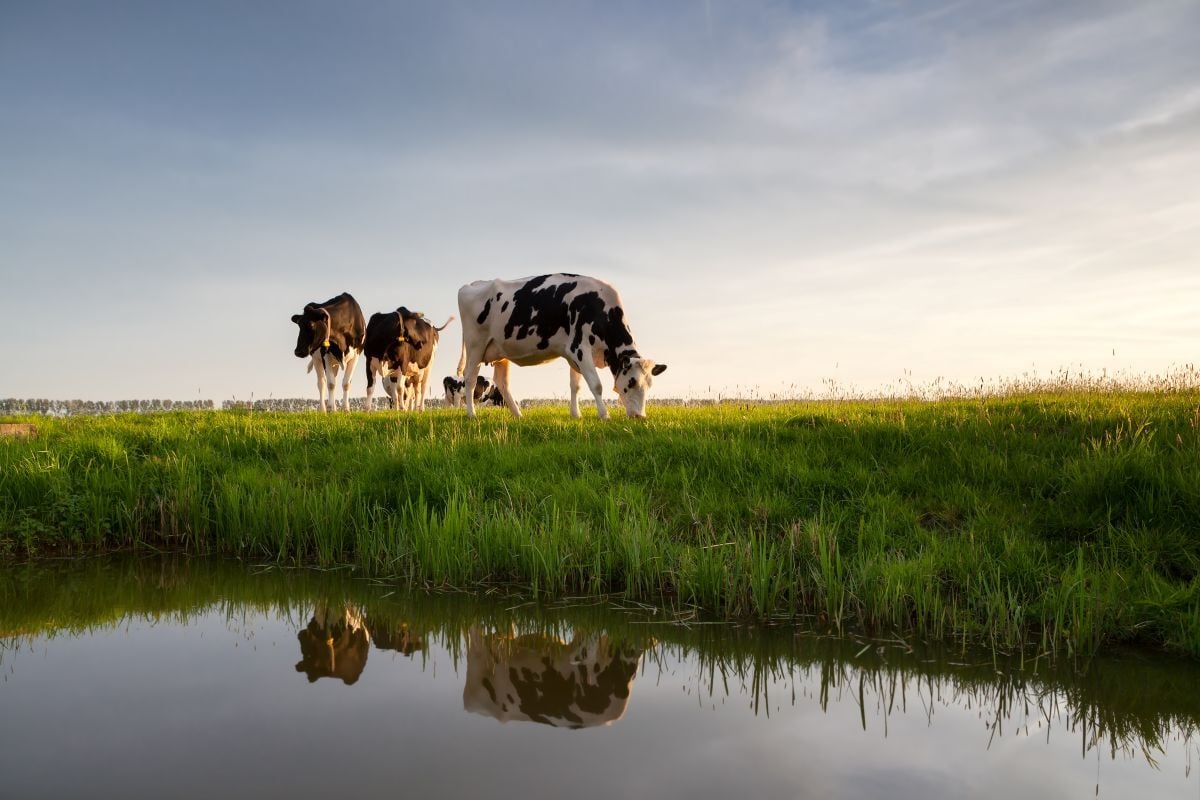 Cows on green grass near a body of water in the morning or evening optimized - iStock-938105398