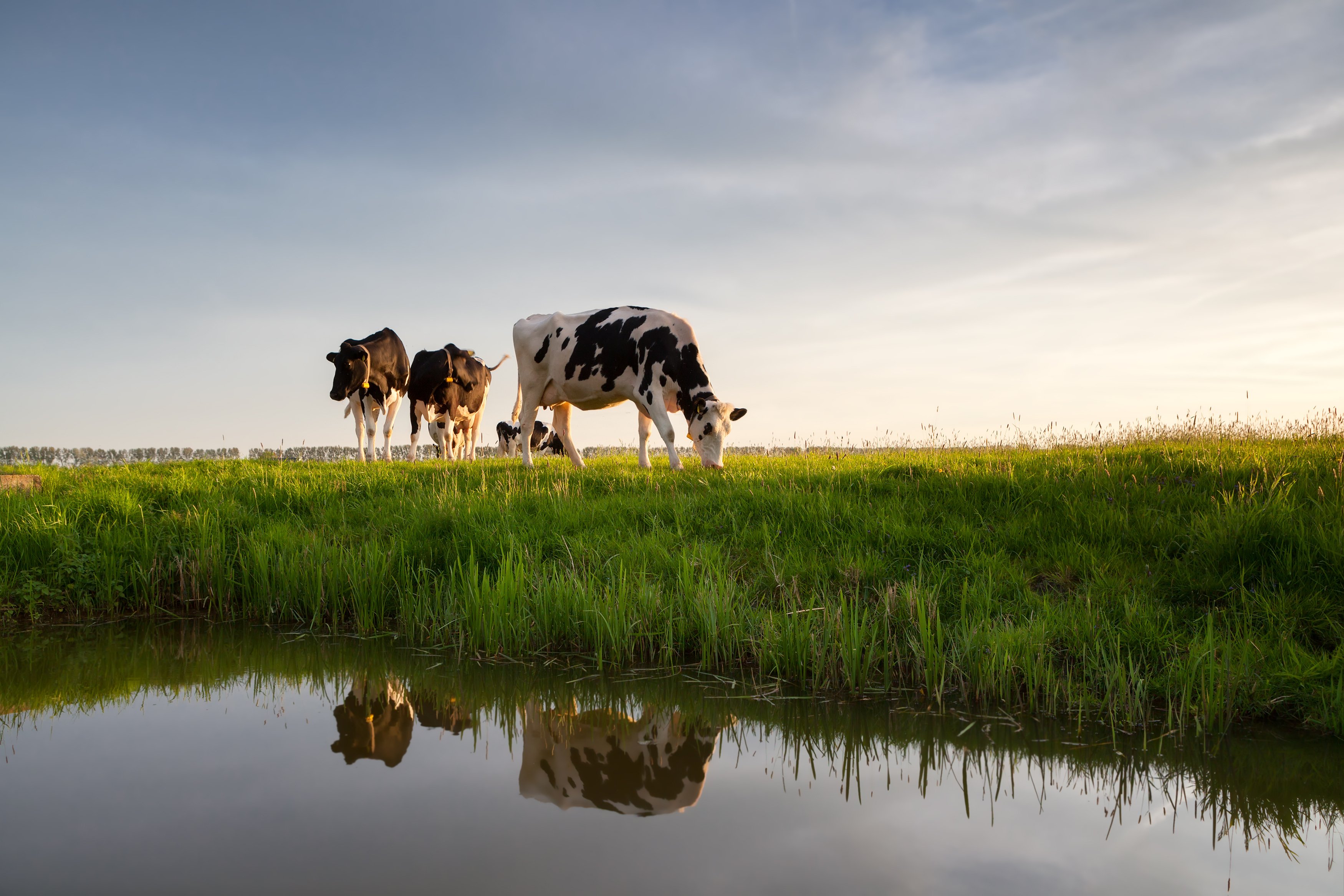 Cows on green grass near a body of water in the morning or evening -  iStock-938105398